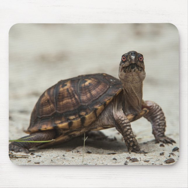 Common box turtle mouse mat (Front)