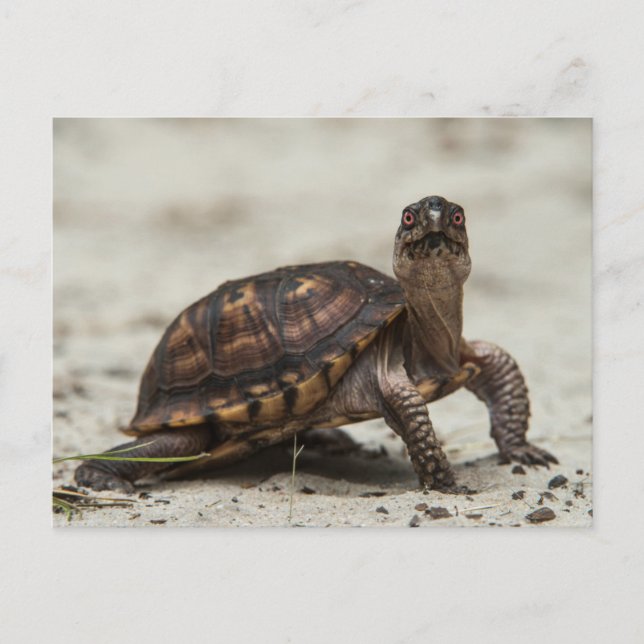 Common box turtle postcard (Front)