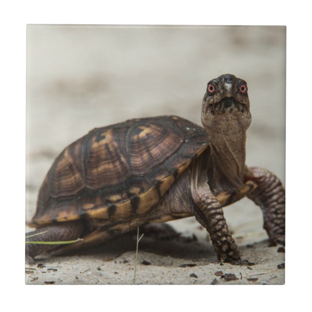 Common box turtle tile (Front)