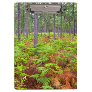 Common Bracken (Pteridium Aquilinum) Growing Clipboard