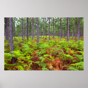 Common Bracken (Pteridium Aquilinum) Growing Poster