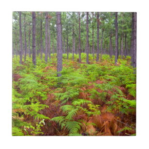 Common Bracken (Pteridium Aquilinum) Growing Tile