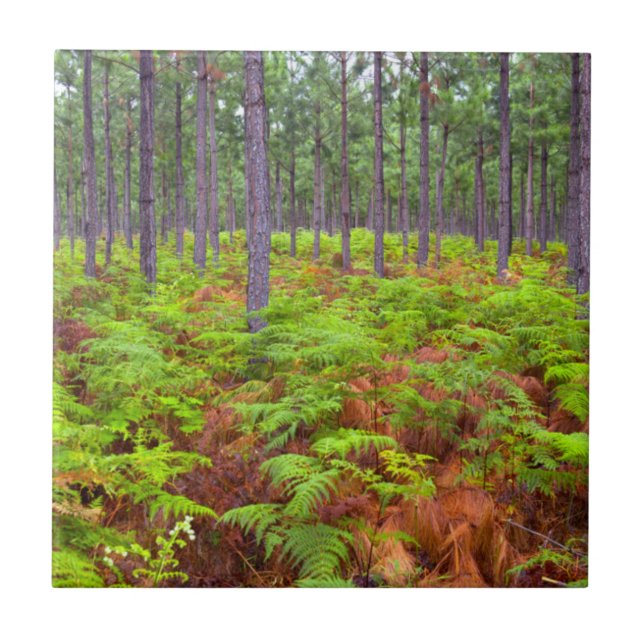 Common Bracken (Pteridium Aquilinum) Growing Tile (Front)