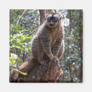 Common brown lemur magnet