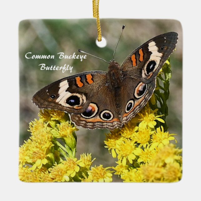 Common Buckey Butterfly Photo Ornament (Front)