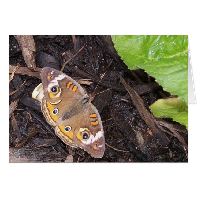 common buckeye butterfly (Front Horizontal)