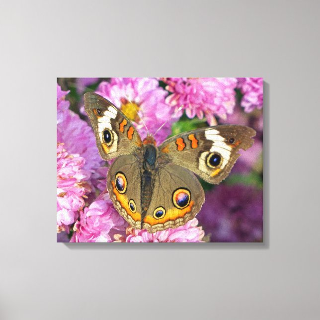 Common Buckeye Butterfly Canvas Print (Front)