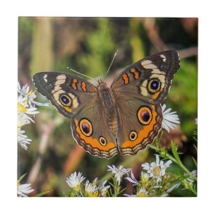 Common Buckeye Butterfly Ceramic Photo Tile