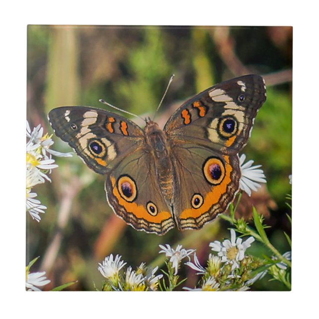 Common Buckeye Butterfly Ceramic Photo Tile (Front)