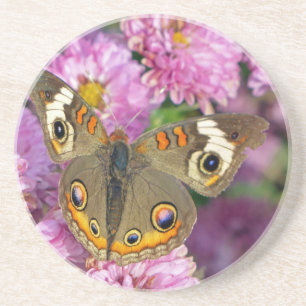 Common Buckeye Butterfly Coaster