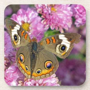 Common Buckeye Butterfly Coaster