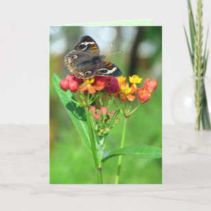 Common Buckeye Butterfly Garden Mother's Day Card