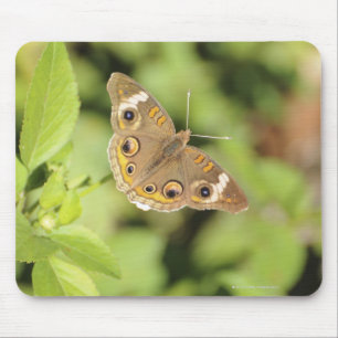 Common buckeye butterfly, Junonia coenia. Mouse Mat