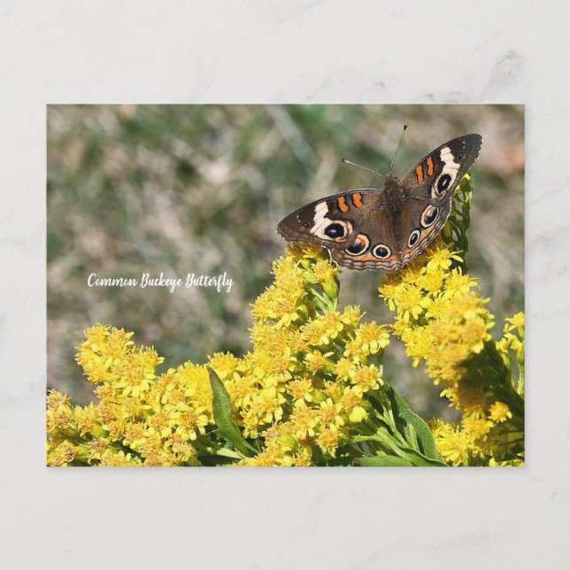 Common Buckeye Butterfly Postcard (Front)