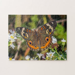 Common Buckeye Butterfly Puzzle