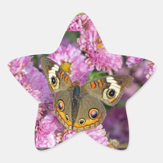 Common Buckeye Butterfly Star Sticker (Front)