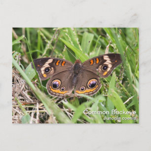Common Buckeye Postcard