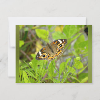 Common Buckeye  Postcard