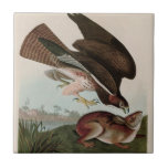 Common Buzzard Birds of America Audubon Print Tile<br><div class="desc">Birds of America by John James Audubon depicting Common Buzzard.
More birds of America by Audubon: https://bit.ly/3ix6e8Z</div>