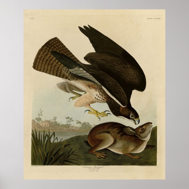 Common Buzzard - from Audubon's Birds of America Poster (Front)