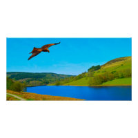 Common Buzzard in flight over Ladybower reservoir