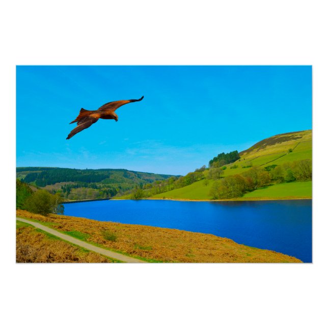 Common Buzzard in flight over Ladybower reservoir Poster (Front)