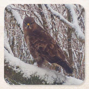 Common Buzzard In Snow Cold Season Raptor Nature  Square Paper Coaster