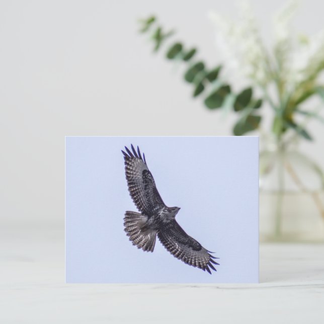 Common Buzzard  Postcard (Standing Front)