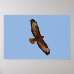 Common Buzzard Poster