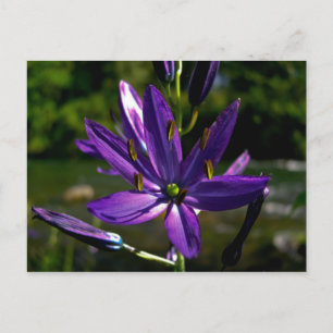 Common Camas 01 Postcard