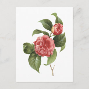 common camellia(Camellia japonica) by Redouté Postcard