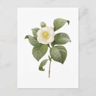 common camellia(Camellia japonica) by Redouté Postcard