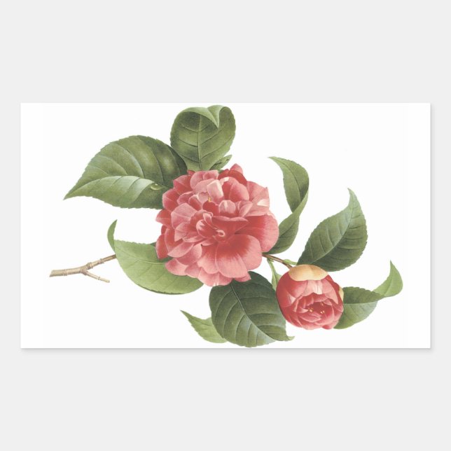 common camellia(Camellia japonica) by Redouté Rectangular Sticker (Front)
