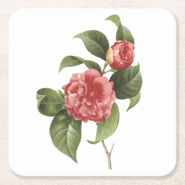 common camellia(Camellia japonica) by Redouté Square Paper Coaster (Front)