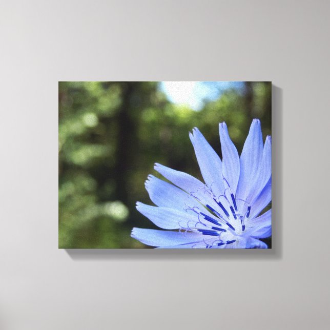 Common Chicory Canvas Print (Front)
