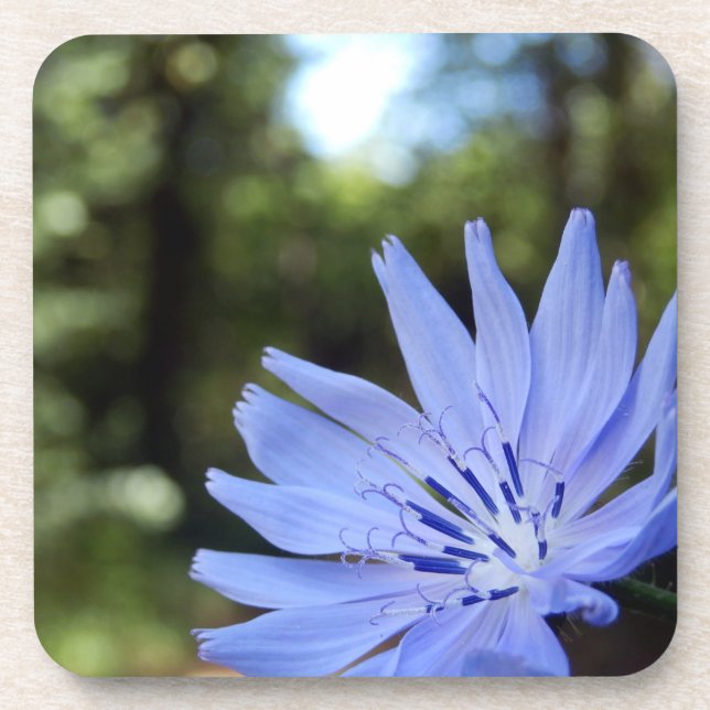 Common Chicory Hard Plastic Coasters (Front)