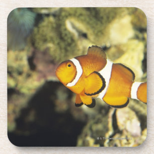 Common clownfish (Amphiprion ocellaris), Coaster