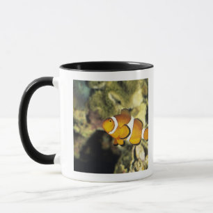 Common clownfish (Amphiprion ocellaris), Mug