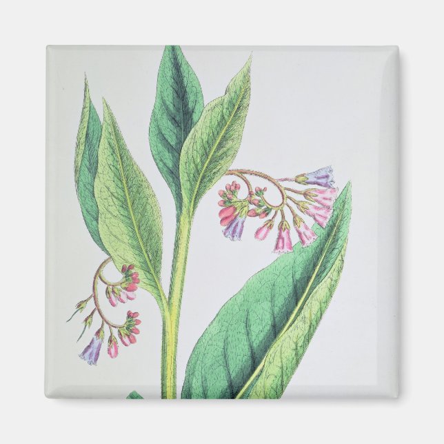 Common Comfrey, plate MCXVI, c.1800 Magnet (Front)