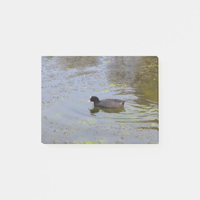 Common coot on a pond post-it notes (Front)