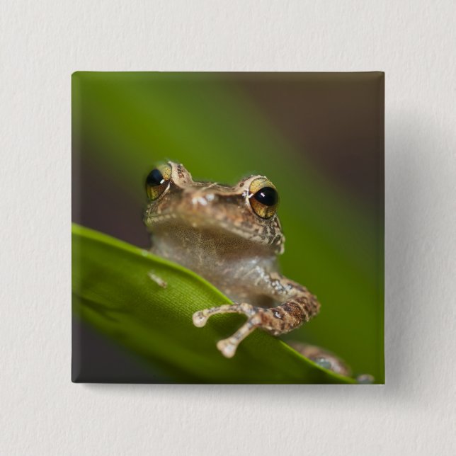 Common coqui, Eleutherodactylus coqui 15 Cm Square Badge (Front)