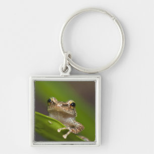 Common coqui, Eleutherodactylus coqui Key Ring