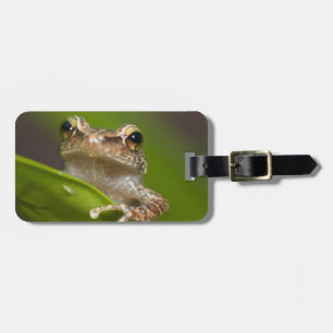 Common coqui, Eleutherodactylus coqui Luggage Tag