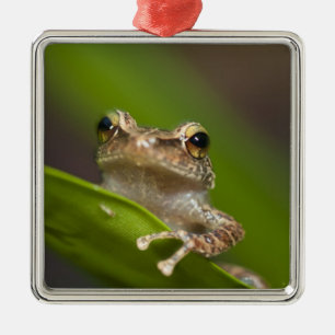 Common coqui, Eleutherodactylus coqui Metal Tree Decoration