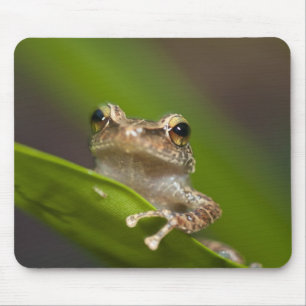 Common coqui, Eleutherodactylus coqui Mouse Mat