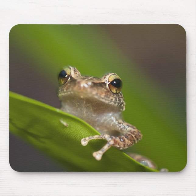 Common coqui, Eleutherodactylus coqui Mouse Mat (Front)