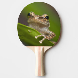 Common coqui, Eleutherodactylus coqui Ping Pong Paddle