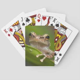 Common coqui, Eleutherodactylus coqui Playing Cards