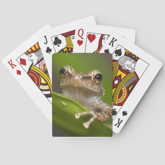 Common coqui, Eleutherodactylus coqui Playing Cards (Back)