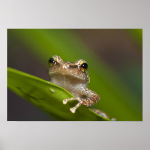 Common coqui, Eleutherodactylus coqui Poster